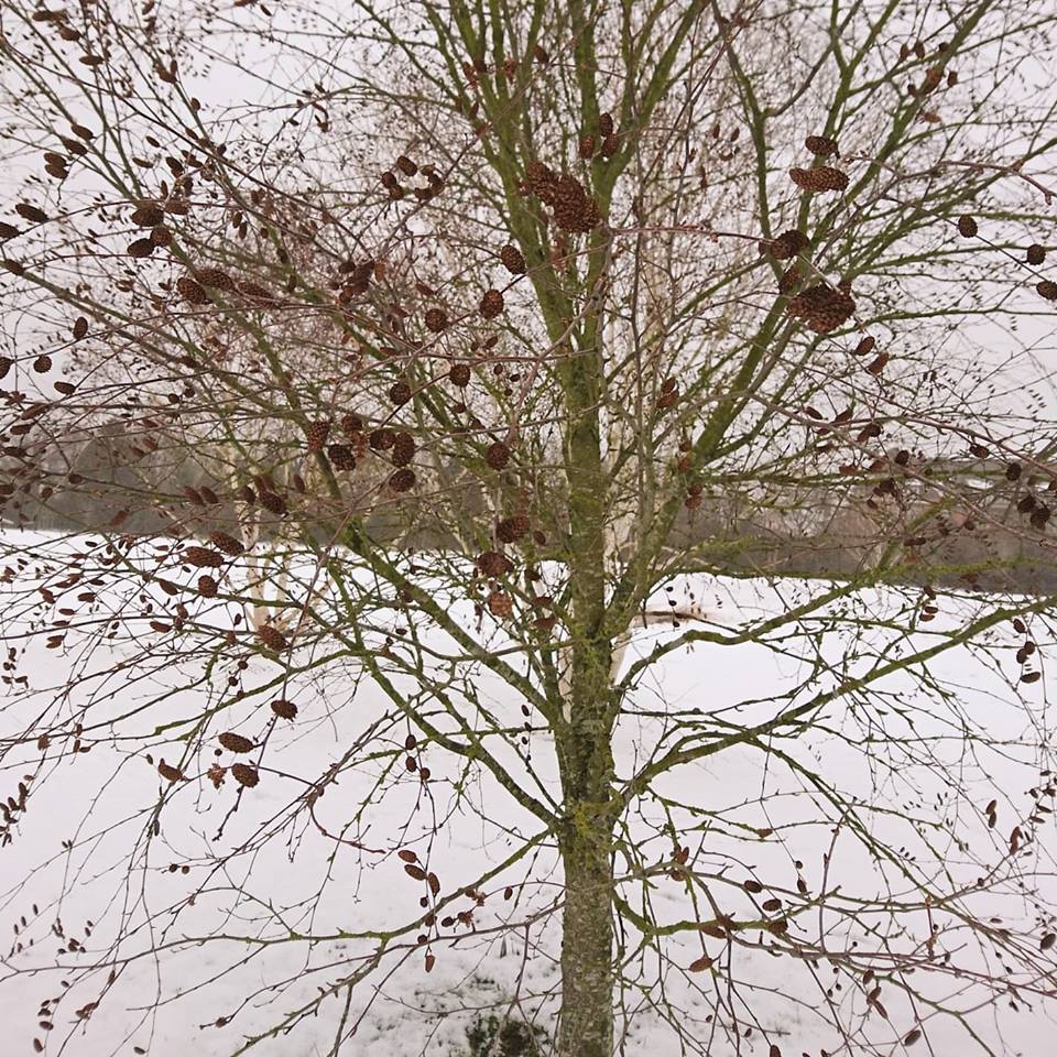 50623418_1985066834916568_3962273313866121216_n